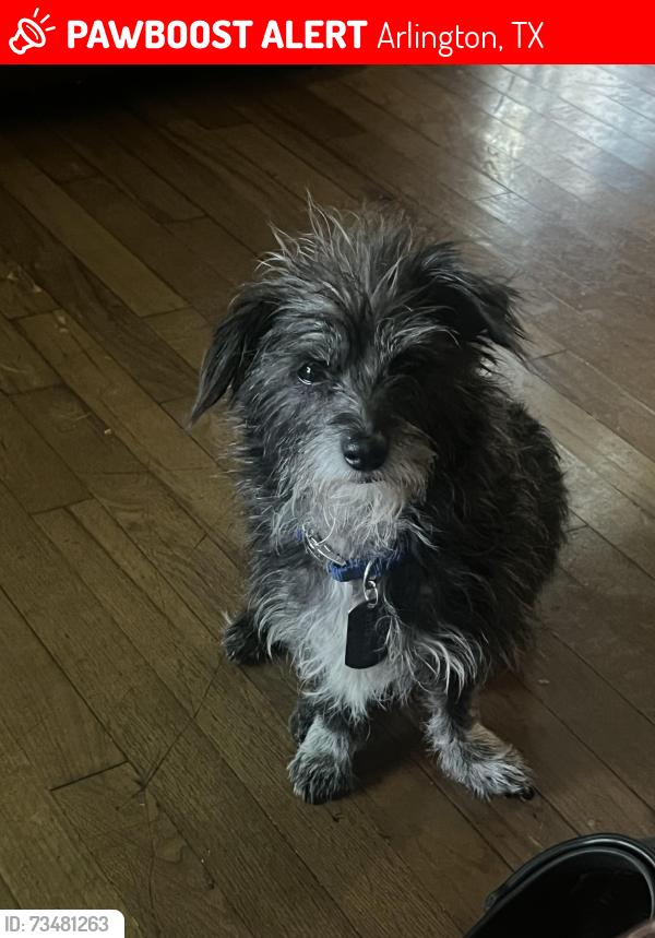 Lost Male Dog last seen Magnolia and Austin St near Division St, Arlington, TX 76012