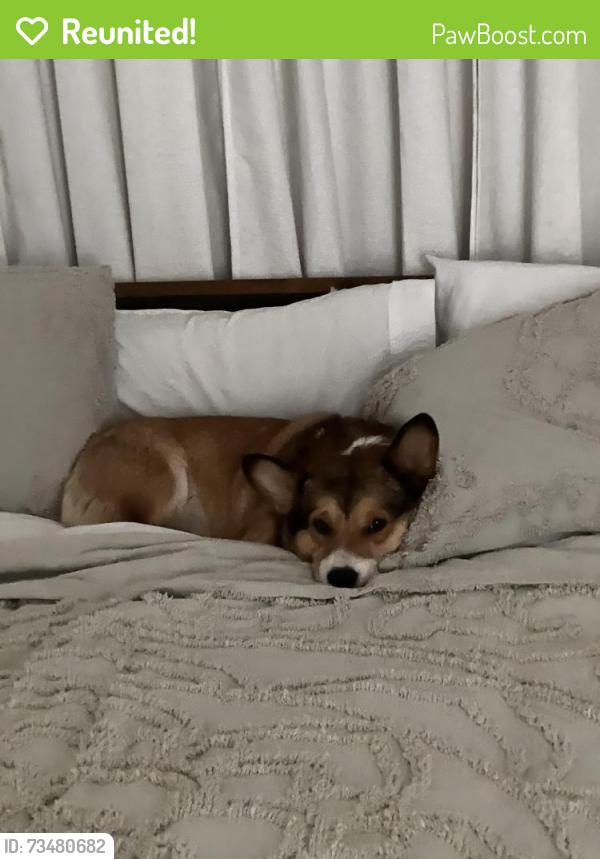 Reunited Male Dog last seen Cheyenne and Grand canyon, Las Vegas, NV 89128