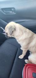 Reunited Unknown Dog last seen Stewart & Hollywood, Sunrise Manor, NV 89110