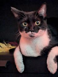 Reunited Female Cat last seen Fountain and Las Palmas, Los Angeles, CA 90028