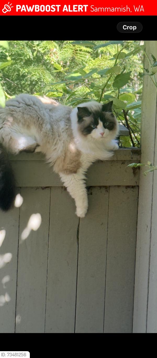 Lost Female Cat last seen SE 4th place, Sammamish, WA 98074