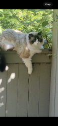 Lost Female Cat last seen SE 4th place, Sammamish, WA 98074