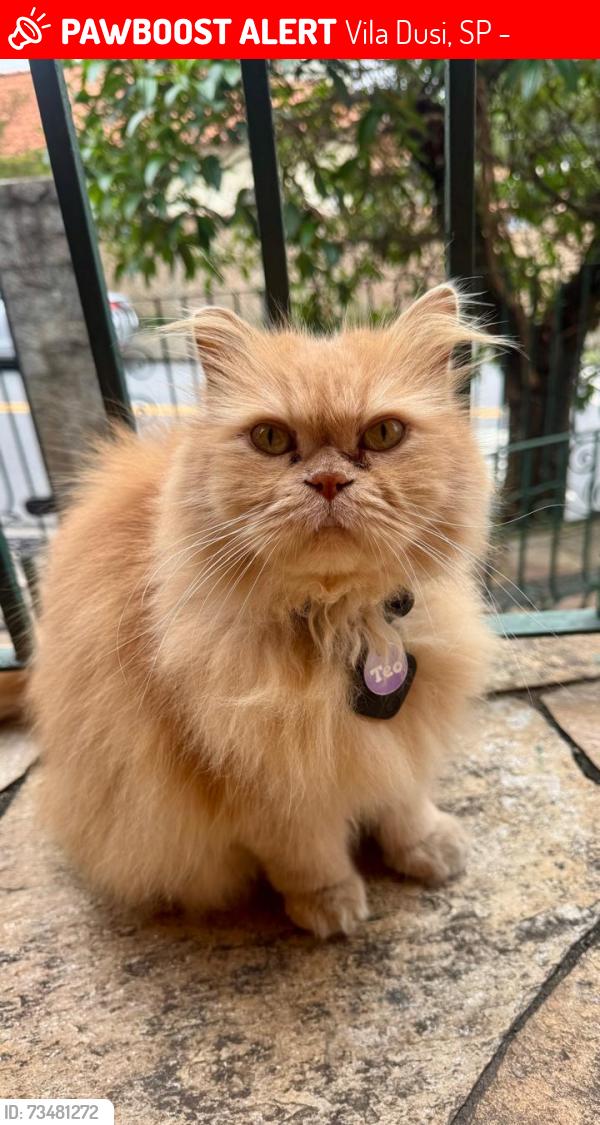 Lost Male Cat last seen Rua Doutor Castelo Branco. Vila Dusi. São Bernardo do Campo., Vila Dusi, SP 09725-250