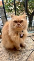 Lost Male Cat last seen Rua Doutor Castelo Branco. Vila Dusi. São Bernardo do Campo., Vila Dusi, SP 09725-250