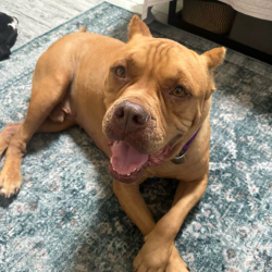 Shelter Stray Male Dog last seen , 3612 11th Ave, Los Angeles, CA 90018, USA