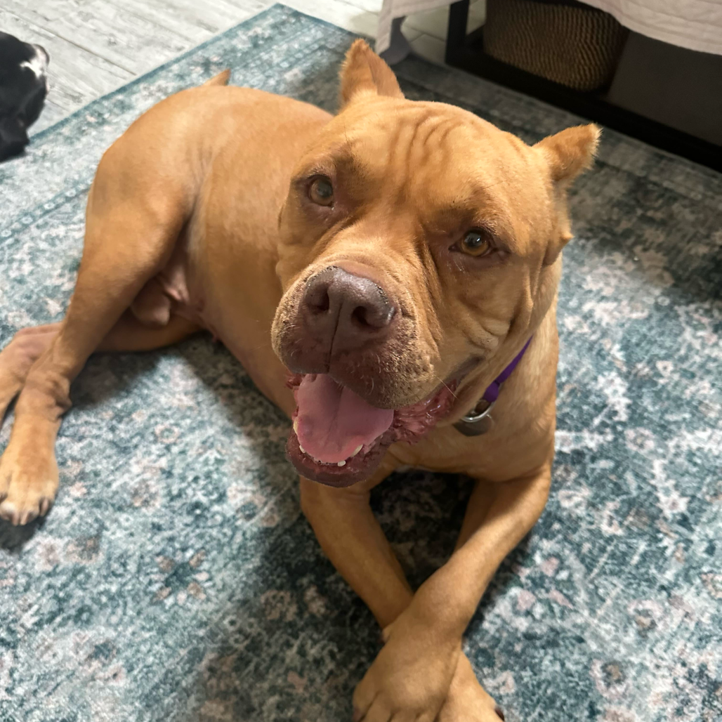Shelter Stray Male Dog last seen , 3612 11th Ave, Los Angeles, CA 90018, USA