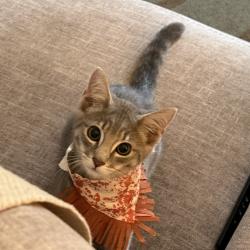 Shelter Stray Male Cat last seen , 8020 Washington St, Port Richey, FL 34668, USA