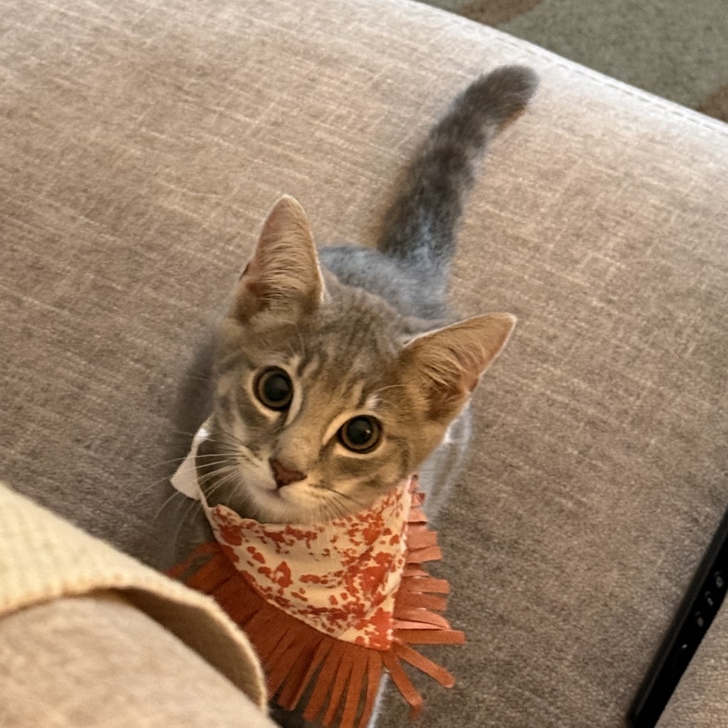 Shelter Stray Male Cat last seen , 8020 Washington St, Port Richey, FL 34668, USA
