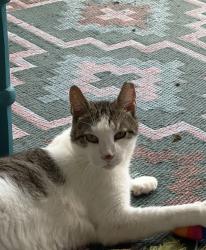 Lost Male Cat last seen Near 16th Ave & Check Slovak Club, North Miami, FL 33181