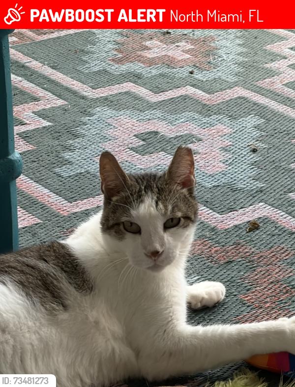 Lost Male Cat last seen Near 16th Ave & Check Slovak Club, North Miami, FL 33181
