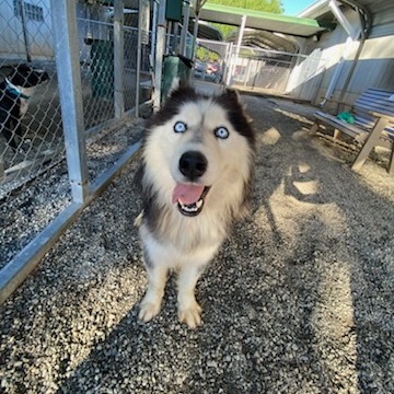 Shelter Stray Male Dog last seen , 328 Furman Hall Rd, Greenville, SC 29609, USA