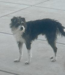 Reunited Male Dog last seen Fields across from 395 and Ames Lane, Washoe County, NV 89521