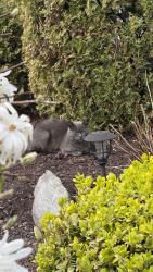 Found/Stray Unknown Cat last seen 88th st & Oak Park Ave., Oak Lawn, IL 60453