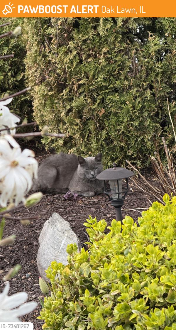 Found/Stray Unknown Cat last seen 88th st & Oak Park Ave., Oak Lawn, IL 60453