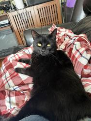 Reunited Female Cat last seen Rogers St and Andrea Drive/Babicz Rd, Tewksbury, MA 01876