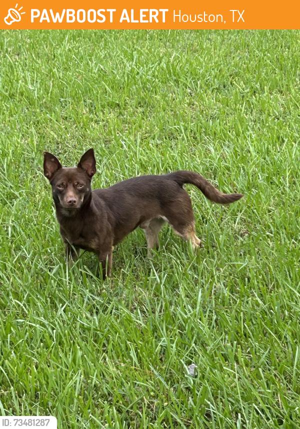 Found/Stray Male Dog last seen Greenwood Forest Drive and Foresthave Drive, Houston, TX 77066