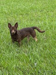 Found/Stray Male Dog last seen Greenwood Forest Drive and Foresthave Drive, Houston, TX 77066
