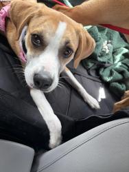 Lost Female Dog last seen Alafaya, Alafaya, FL 32828
