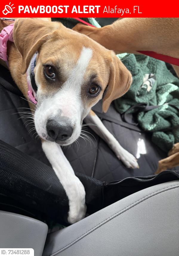 Lost Female Dog last seen Alafaya, Alafaya, FL 32828