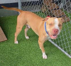 Found/Stray Male Dog last seen Pines blvd, Pembroke Pines, FL 33029