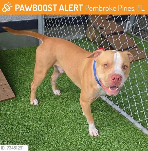 Found/Stray Male Dog last seen Pines blvd, Pembroke Pines, FL 33029