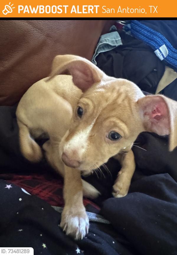 Found/Stray Female Dog last seen Saltillo street, San Antonio, TX 78207