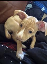 Found/Stray Female Dog last seen Saltillo street, San Antonio, TX 78207