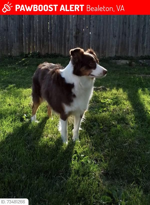 Lost Female Dog last seen Coffman Circle. Marsh run, Bealeton, Bealeton, VA 22712