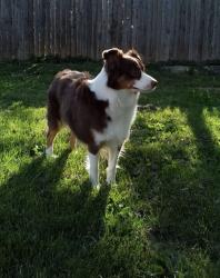 Lost Female Dog last seen Coffman Circle. Marsh run, Bealeton, Bealeton, VA 22712