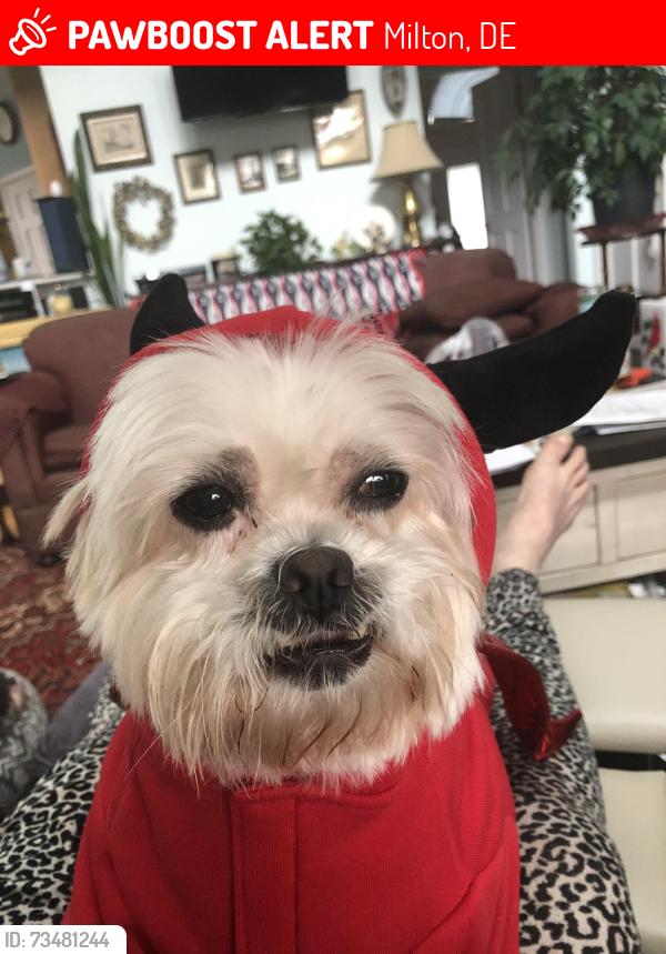 Lost Male Dog last seen Across from boat ramp in Overbrook Shores, Milton, DE 19968