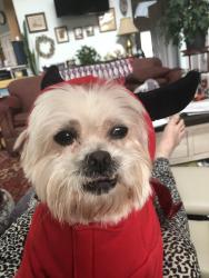 Lost Male Dog last seen Across from boat ramp in Overbrook Shores, Milton, DE 19968