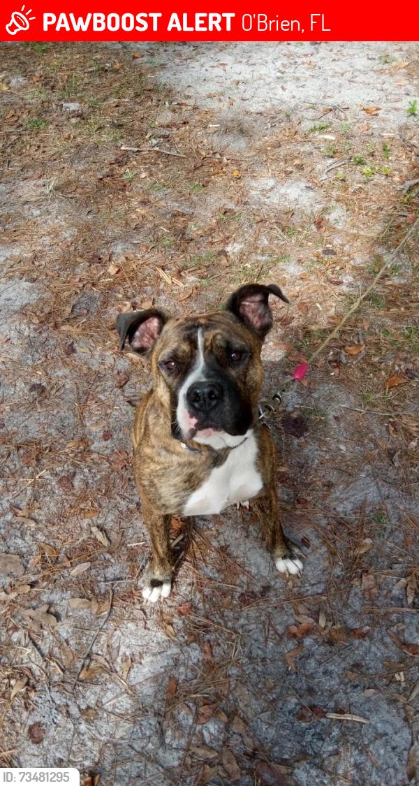 Lost Male Dog last seen O'Brien Fl, O'Brien, FL 32071