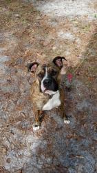 Lost Male Dog last seen O'Brien Fl, O'Brien, FL 32071
