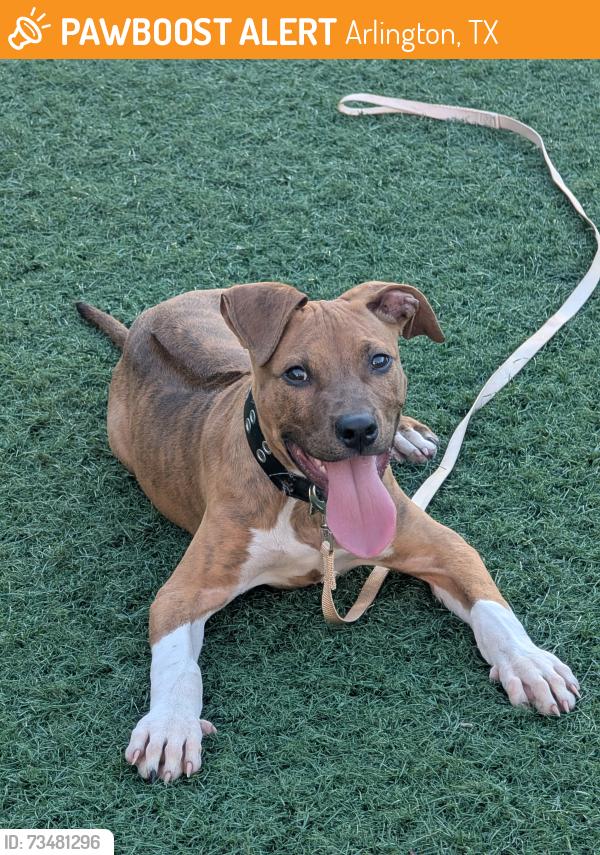 Found/Stray Male Dog last seen Arlington uta campus, Arlington, TX 76012