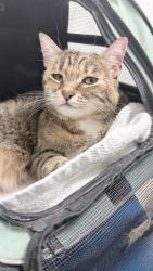Lost Female Cat last seen Rancho Niguel rd, Laguna Niguel, CA 92677