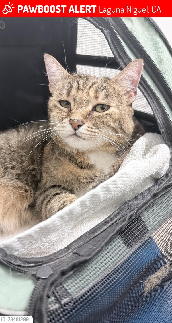 Lost Female Cat last seen Rancho Niguel rd, Laguna Niguel, CA 92677