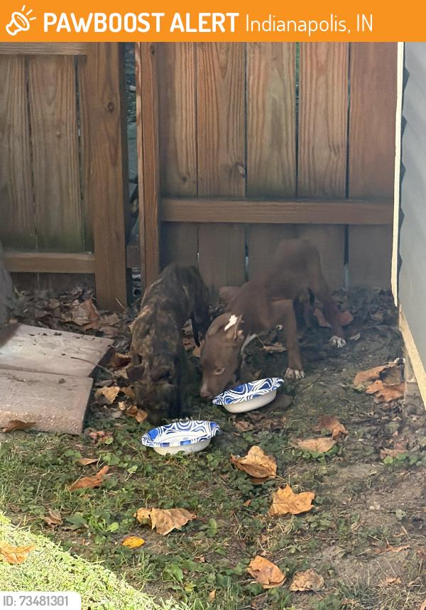 Found/Stray Unknown Dog last seen Shannon and 10th street, Indianapolis, IN 46201