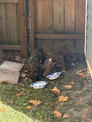 Found/Stray Unknown Dog last seen Shannon and 10th street, Indianapolis, IN 46201