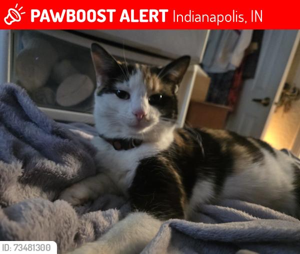 Lost Female Cat last seen Cordova & Woodcote, Indianapolis, IN 46221