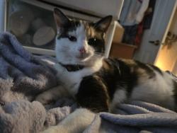 Lost Female Cat last seen Cordova & Woodcote, Indianapolis, IN 46221