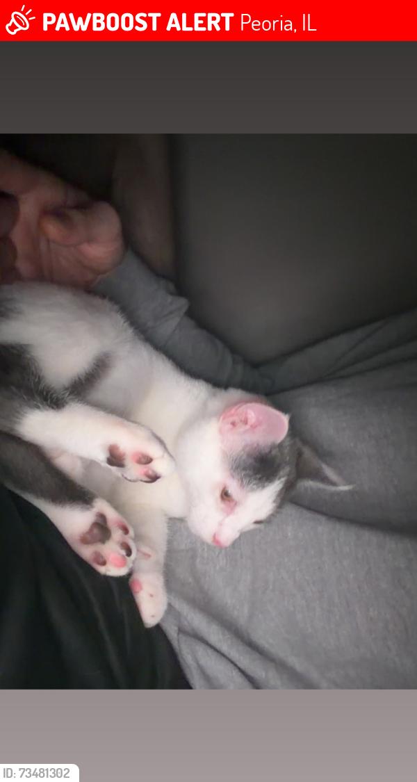 Lost Male Cat last seen panaderia ortiz bakery, Peoria, IL 61603