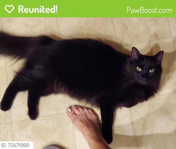 Reunited Male Cat last seen Starboard Ct near/behind Smith Springs Community Center, Nashville, TN 37217