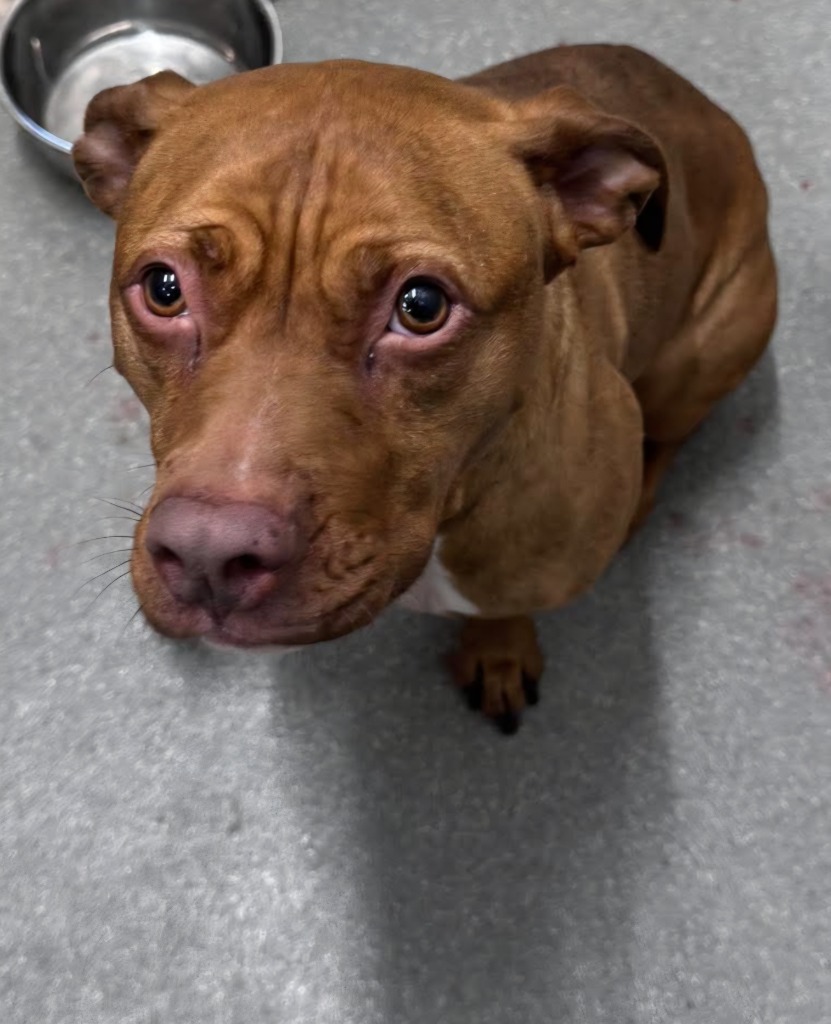 Shelter Stray Female Dog last seen , 5302 Stone St, Chattanooga, TN 37412, USA