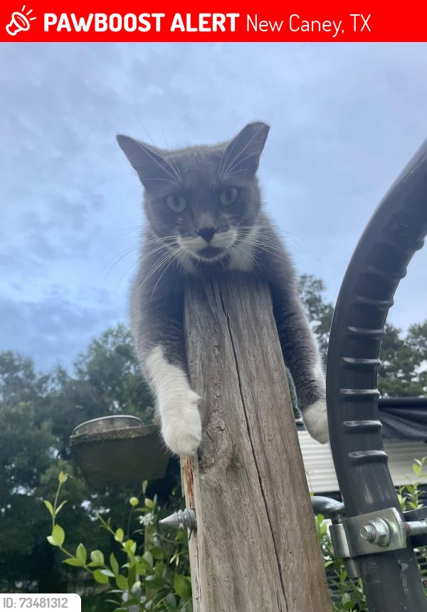 Lost Female Cat last seen Stella and Oaks Drive, New Caney, TX 77357