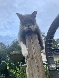 Lost Female Cat last seen Stella and Oaks Drive, New Caney, TX 77357