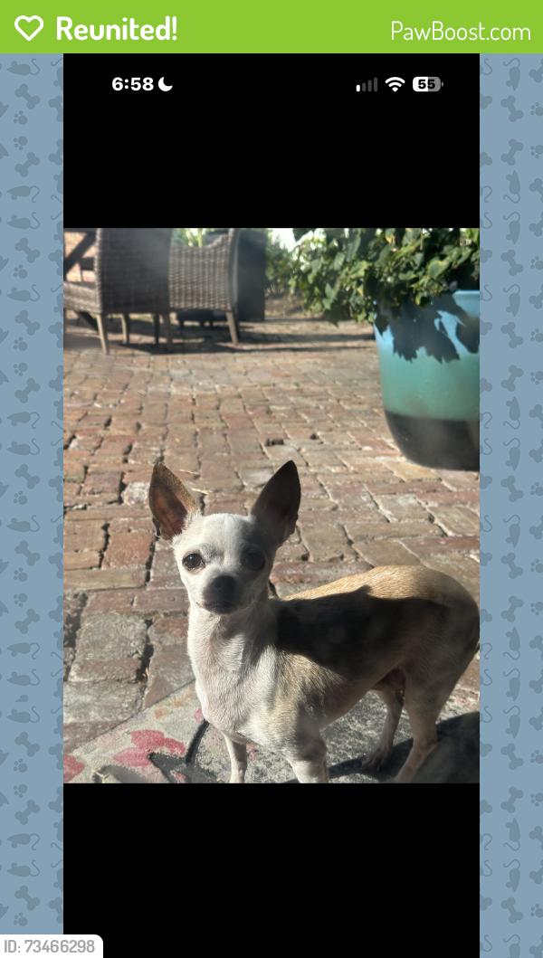 Reunited Female Dog last seen 127th & Coral WY, Miami, FL 33175