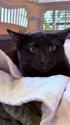 Lost Female Cat last seen Allison way & 80th Wadsworth, Westminster, CO 80005