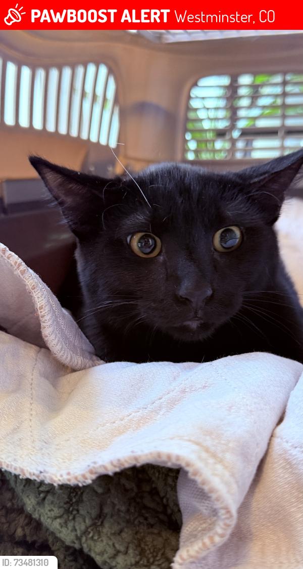 Lost Female Cat last seen Allison way & 80th Wadsworth, Westminster, CO 80005