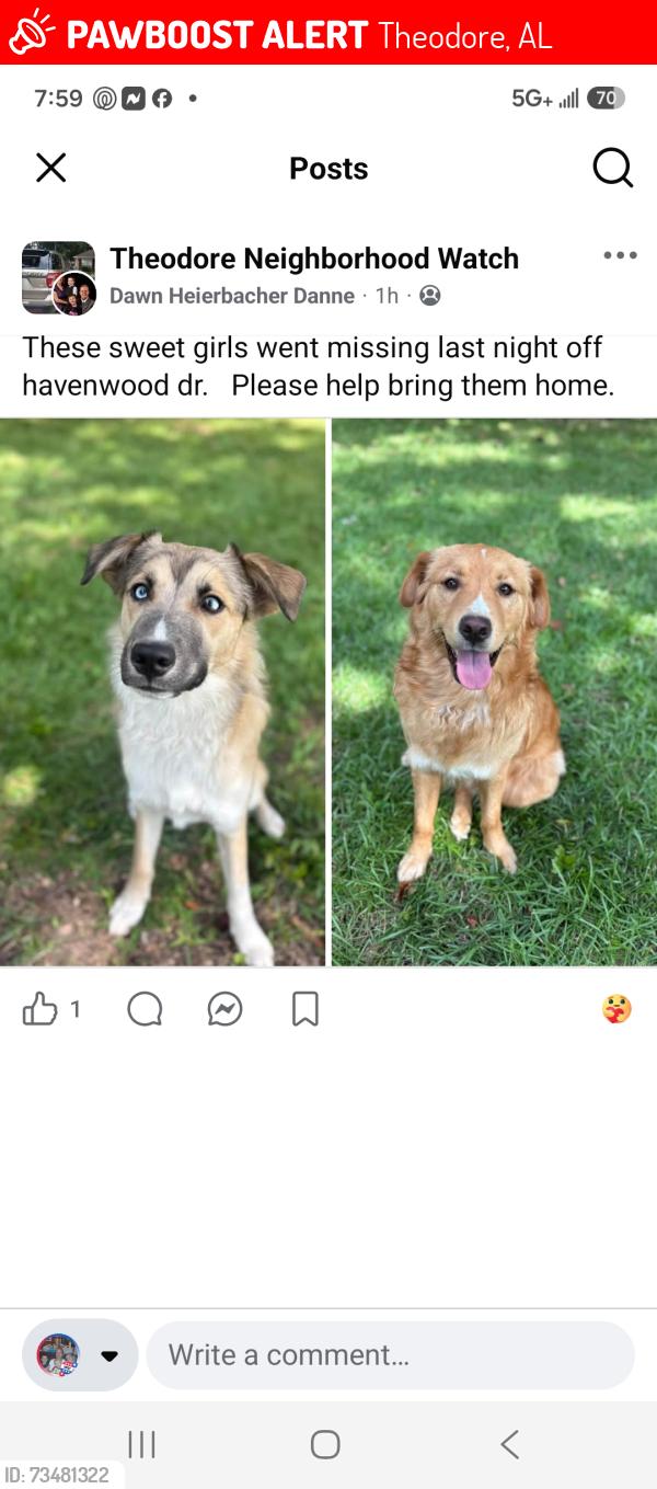 Lost Female Dog last seen Near Sharon Way Theodore Al 36582, Theodore, AL 36582