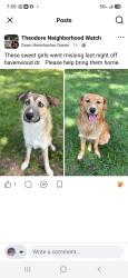 Lost Female Dog last seen Near Sharon Way Theodore Al 36582, Theodore, AL 36582